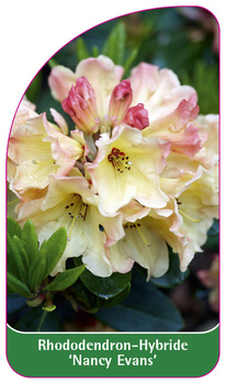 Rhododendron-Hybride 'Nancy Evans'