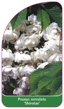 Prunus serrulata 'Shirotae',