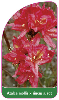 Azalea mollis x sinensis, rot