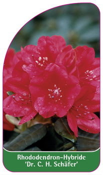 Rhododendron-Hybride 'Dr. C. H. Schäfer'