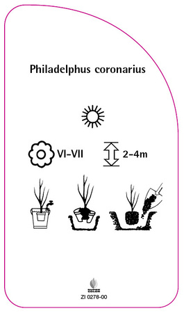 Philadelphus coronarius