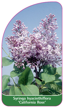 Syringa hyacinthiflora 'California Rose'