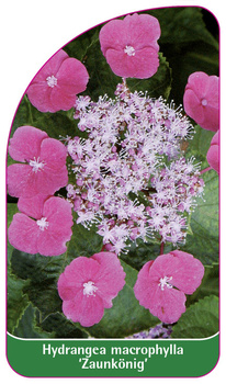 Hydrangea macrophylla 'Zaunkönig'