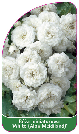 Róza miniaturowa 'White (Alba Meidiland)', PL