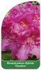 Rhododendron-Hybride 'Claudine'