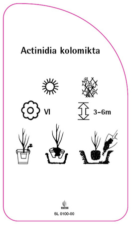 Actinidia kolomikta