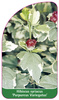 Hibiscus syriacus 'Purpureus Variegatus'