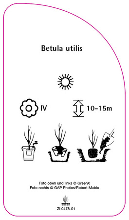 Betula utilis