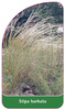 Stipa barbata