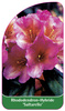 Rhododendron-Hybride 'Saltarello'