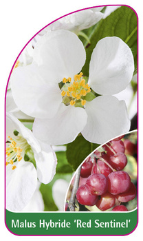 Malus Hybride 'Red Sentinel'