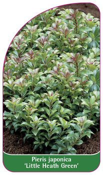 Pieris japonica 'Little Heath Green'