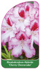 Rhododendron-Hybride 'Cherry Cheesecake'
