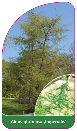 Alnus glutinosa 'Imperialis'