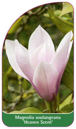 Magnolia soulangeana 'Heaven Scent'