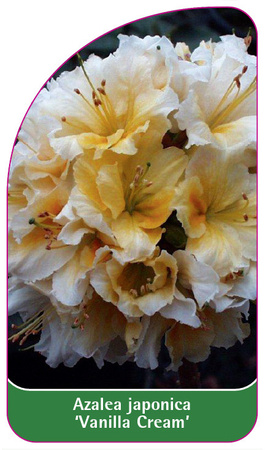 Azalea japonica 'Vanilla Cream'