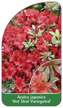 Azalea japonica 'Hot Shot Variegated'