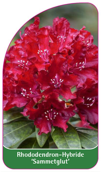 Rhododendron-Hybride 'Sammetglut'