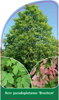 Acer pseudoplatanus 'Bruchem'