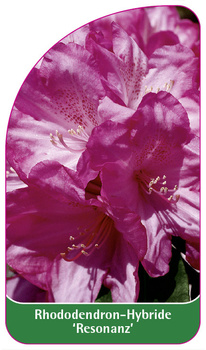 Rhododendron-Hybride 'Resonanz'