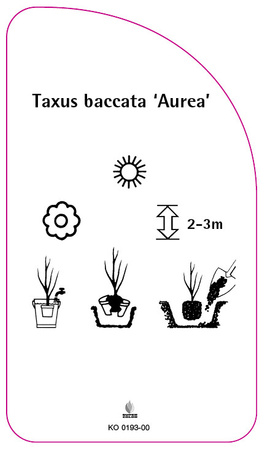 Taxus baccata 'Aurea'