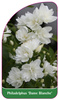 Philadelphus 'Dame Blanche'