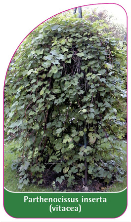 Parthenocissus inserta (vitacea)