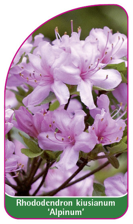 Rhododendron kiusuanum 'Alpinum'