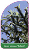 Abies pinsapo 'Kelleris'