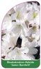 Rhododendron-Hybride 'James Burchett'