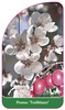 Prunus 'Trailblazer'