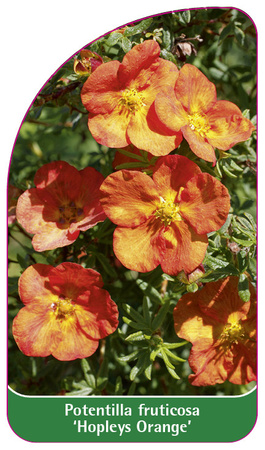 Potentilla fruticosa 'Hopleys Orange'