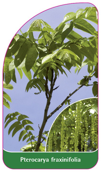 Pterocarya fraxinifolia