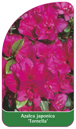 Azalea japonica 'Tornella'