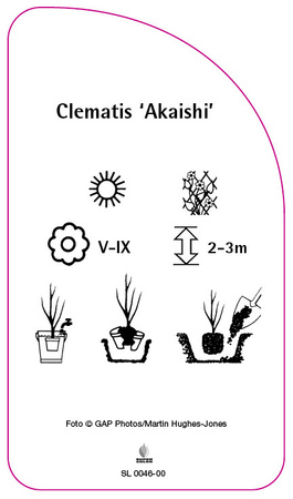 Clematis 'Akaishi'