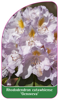 Rhododendron catawbiense 'Genoveva'
