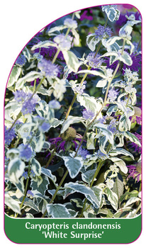 Caryopteris clandonensis 'White Surprise'
