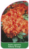 Azalea japonica 'Exbury Orange'