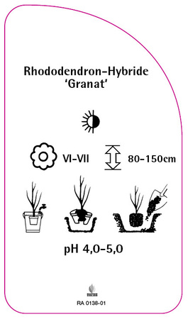 Rhododendron-Hybride 'Granat'