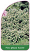 Picea glauca 'Laurin'