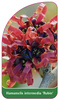 Hamamelis intermedia 'Rubin'