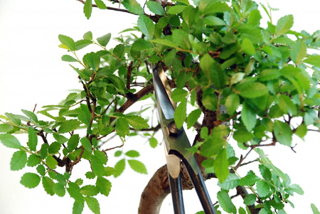 Nożyczki Bonsai 206 OKATSUNE