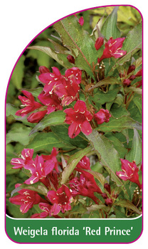 Weigela florida 'Red Prince'
