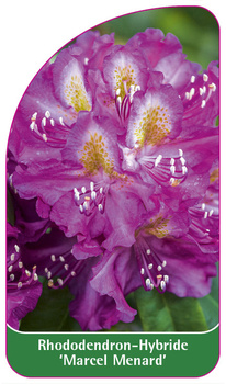 Rhododendron-Hybride 'Marcel Menard'