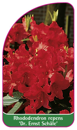 Rhododendron repens 'Dr. Ernst Schäle'