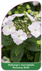 Hydrangea macrophylla 'Runaway Bride'