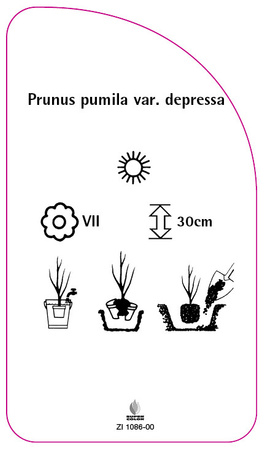 Prunus pumila var. depressa