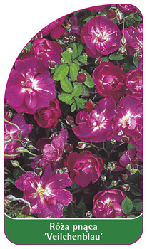Róza pnaca 'Veilchenblau'