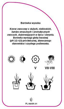 Vaccinium corymbosum 'Ivanhoe'