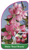 Malus 'Royal Beauty'